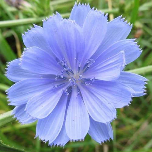 Flor de la Achicoria